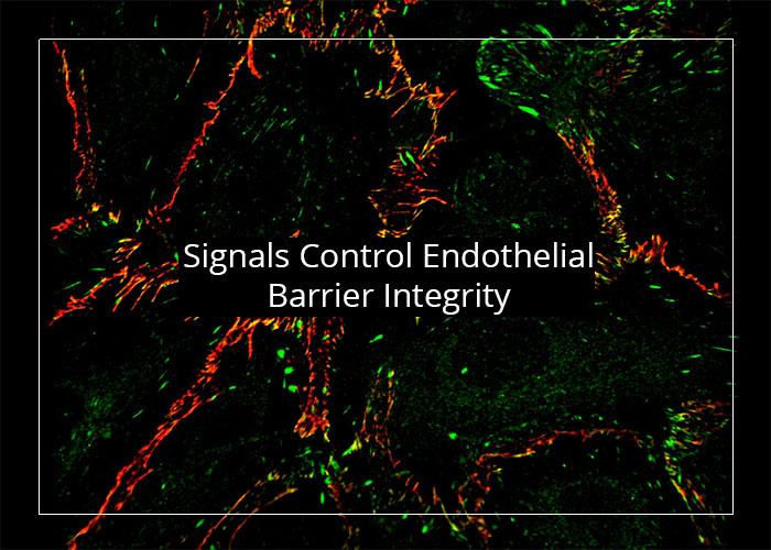 Signals Control Endothelial Barrier Integrity